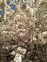Cerisier du Japon, en fleurs (Lyon, 2019-03) (7)
